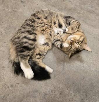 Rescue Domestic Long Hair Cats for Adoption in Larned, Kansas - Willie Mays | PetCurious