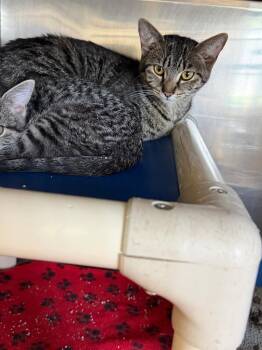 Domestic Short Hair Cats Available for Adoption in Virginia, Minnesota - Linda | PetCurious
