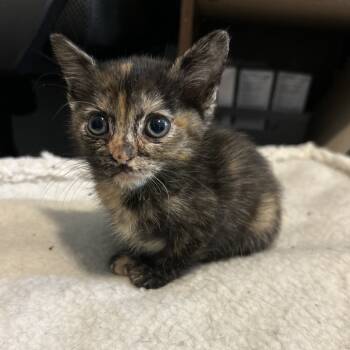 Rescue Domestic Short Hair Cats for Adoption in Boerne, Texas - Toasted Marshmallows | PetCurious