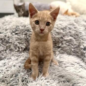 Hermes -  Domestic Short Hair Cat for Adoption in Millcreek, Utah - Hermes | PetCurious