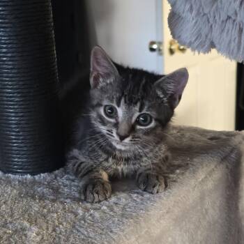 Shadow -  Domestic Short Hair Cat for Adoption in Aberdeen, North Carolina - Shadow | PetCurious
