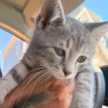 Mouse -  Domestic Short Hair Cat for Adoption in Inman, South Carolina - Mouse | PetCurious