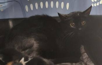 Domestic Short Hair Cats Available for Adoption in Republic, Missouri - Jalapeno | PetCurious