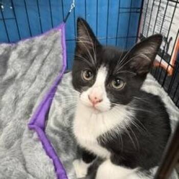 Zigzag -  Domestic Short Hair Cat for Adoption in Louisville, Kentucky - Zigzag | PetCurious
