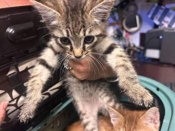 Domestic Short Hair Cats Available for Adoption in Ocala, Florida - A381388 | PetCurious