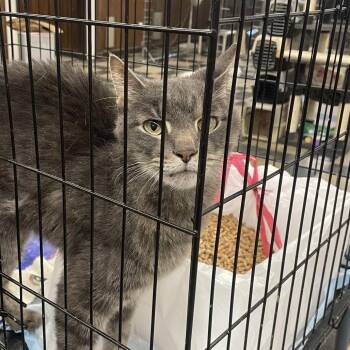 Big Rig -  Domestic Short Hair Cat for Adoption in Union, Missouri - Big Rig | PetCurious