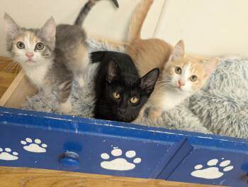 Rescue Domestic Short Hair Cats for Adoption - Kittens | PetCurious