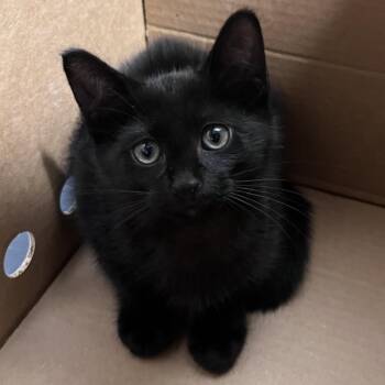 Binx -  Domestic Short Hair Cat for Adoption in Tampa, Florida - Binx | PetCurious