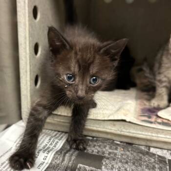 Rescue Domestic Short Hair Cats for Adoption in San Antonio, Texas - Plum | PetCurious