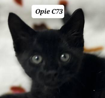 Opie -  Domestic Medium Hair Cat for Adoption in Morganton, North Carolina - Opie | PetCurious