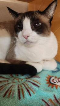 Raccoon -  Snowshoe and Siamese Cat for Adoption in Bellevue, Washington - Raccoon | PetCurious
