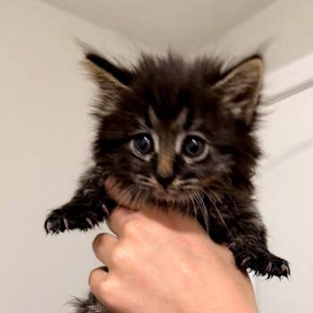Sprite -  Domestic Long Hair Cat for Adoption in Long Beach, California - Sprite | PetCurious