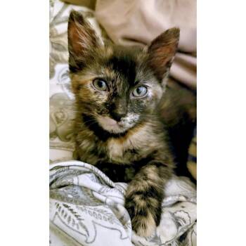 Cobalt 5 -  Domestic Short Hair Cat for Adoption in Austin, Texas - Cobalt 5 | PetCurious