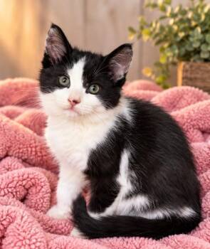 Gizmo -  Domestic Medium Hair Cat for Adoption in Lagrange, Indiana - Gizmo | PetCurious