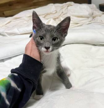 Rescue Domestic Short Hair Cats for Adoption in Chapel Hill, North Carolina - Magnolia | PetCurious