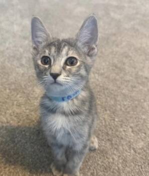Rain - Earth Litter -  Dilute Tortoiseshell Cat Available for Adoption in Anthem, Arizona - Rain - Earth Litter | PetCurious