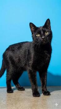 CRAB BOYLE -  Domestic Short Hair Cat for Adoption in Jacksonville, Florida - CRAB BOYLE | PetCurious