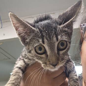 Pixar -  Domestic Short Hair Cat for Adoption in Leander, Texas - Pixar | PetCurious