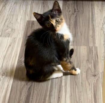 Diva -  Calico Cat for Adoption in Buford, Georgia - Diva | PetCurious