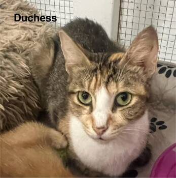 Rescue Domestic Short Hair Cats for Adoption in Nutley, New Jersey - Duchess (Texas) | PetCurious