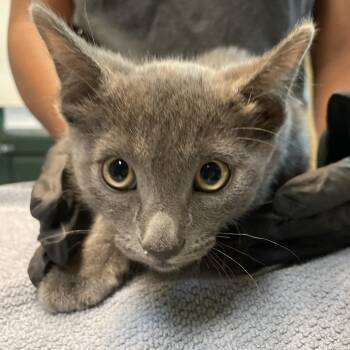 Colgate -  Domestic Short Hair Cat for Adoption in Pasadena, California - Colgate | PetCurious