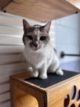 Rainbow Sparkles -  Domestic Short Hair Cat for Adoption in Dayton, Ohio - Rainbow Sparkles | PetCurious