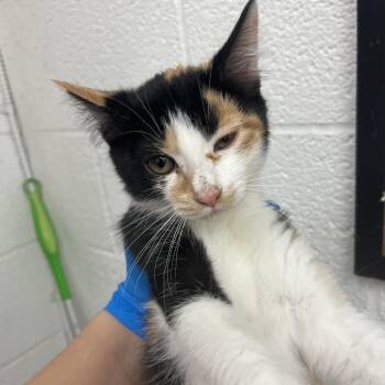 Domestic Short Hair Cats Available for Adoption in Edinburg, Texas - Tammy | PetCurious