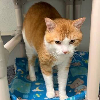 Domestic Short Hair Cats Available for Adoption in Keizer, Oregon - Chicky Cheese Churu | PetCurious