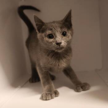 Kiki -  Domestic Short Hair Cat for Adoption in Briarcliff Manor, New York - Kiki | PetCurious