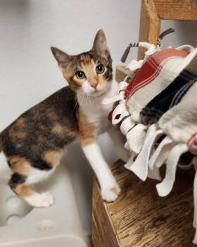 Kitten 28032 (June) -  Calico Cat for Adoption in Parlier, California - Kitten 28032 (June) | PetCurious