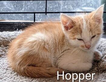 Hopper -  Domestic Short Hair Cat Available for Adoption in Binghamton, New York - Hopper | PetCurious