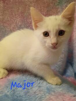 Domestic Short Hair Cats Available for Adoption in Mount Pleasant, Texas - Major | PetCurious