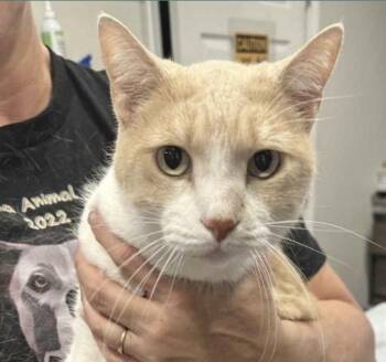 Rescue Domestic Short Hair Cats for Adoption in Nashville, Tennessee - Riley James | PetCurious