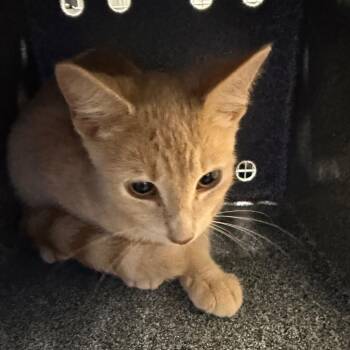 Sonic -  Domestic Short Hair Cat for Adoption in Greensboro, North Carolina - Sonic | PetCurious
