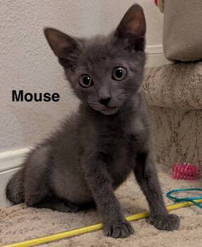 Rescue Domestic Short Hair Cats for Adoption in The Woodlands, Texas - Mouse | PetCurious