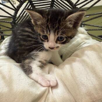 Domestic Medium Hair Cats Available for Adoption in Lewisville, Texas - Marilyn Monroe | PetCurious