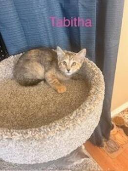 Domestic Short Hair Cats Available for Adoption in Ruskin, Florida - Tabitha | PetCurious