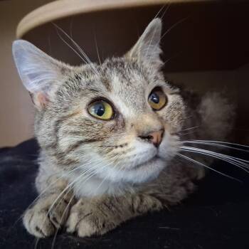 Domestic Short Hair Cats Available for Adoption in Middlebury, Vermont - Glinda | PetCurious