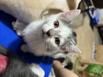 Rescue Domestic Short Hair Cats for Adoption in Hickory, North Carolina - Lilo (Arney) | PetCurious