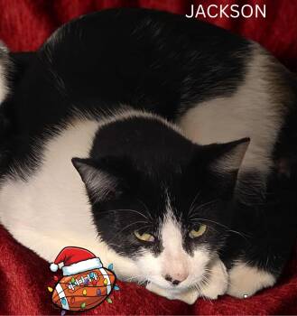 Rescue Domestic Short Hair Cats for Adoption in Fort Erie, Ontario - Jackson | PetCurious