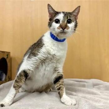 Kitty -  Domestic Short Hair Cat for Adoption in Brentwood, Missouri - Kitty | PetCurious