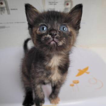 Shirley -  Domestic Short Hair Cat for Adoption in Belfair, Washington - Shirley | PetCurious