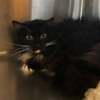 Josie -  Domestic Long Hair Cat for Adoption in Knoxville, Tennessee - Josie | PetCurious