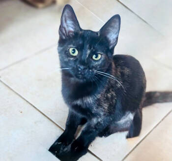 Rescue Domestic Short Hair Cats for Adoption in Phoenix, Arizona - Sakura | PetCurious