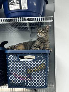Domestic Short Hair Cats Available for Adoption in Milltown, New Jersey - Marley | PetCurious