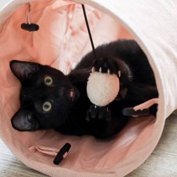 Rescue Domestic Short Hair Cats for Adoption in Los Angeles, California - Morck | PetCurious