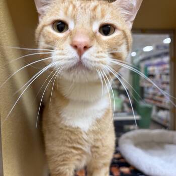 Keanu -  Domestic Short Hair Cat for Adoption in Stowe, Pennsylvania - Keanu | PetCurious