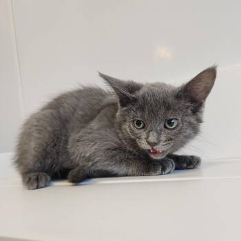 Jasper -  Domestic Short Hair Cat for Adoption in Fort Wayne, Indiana - Jasper | PetCurious