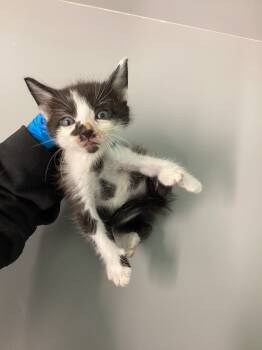 Rescue Domestic Short Hair Cats for Adoption in Athens, Tennessee - Toboggan | PetCurious