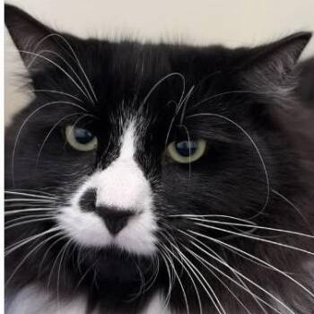 Neko -  Domestic Long Hair Cat for Adoption in Burlington, Ontario - Neko | PetCurious
